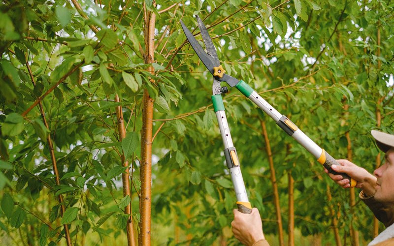 Tree trimming in Rosamond, CA